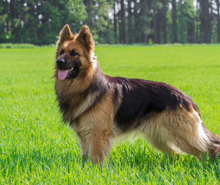 We Pet Care - Blog Cover - (1)