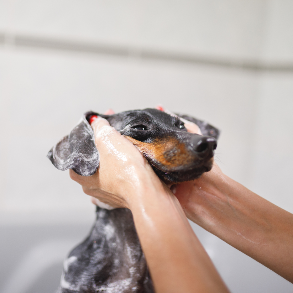 Bath & De-shed of coat