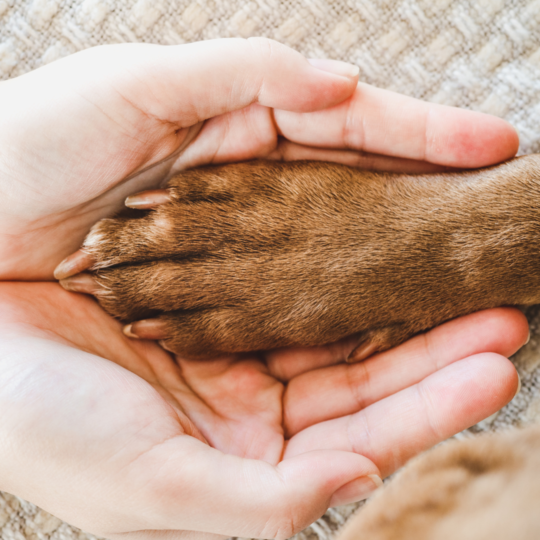 Paw Massage