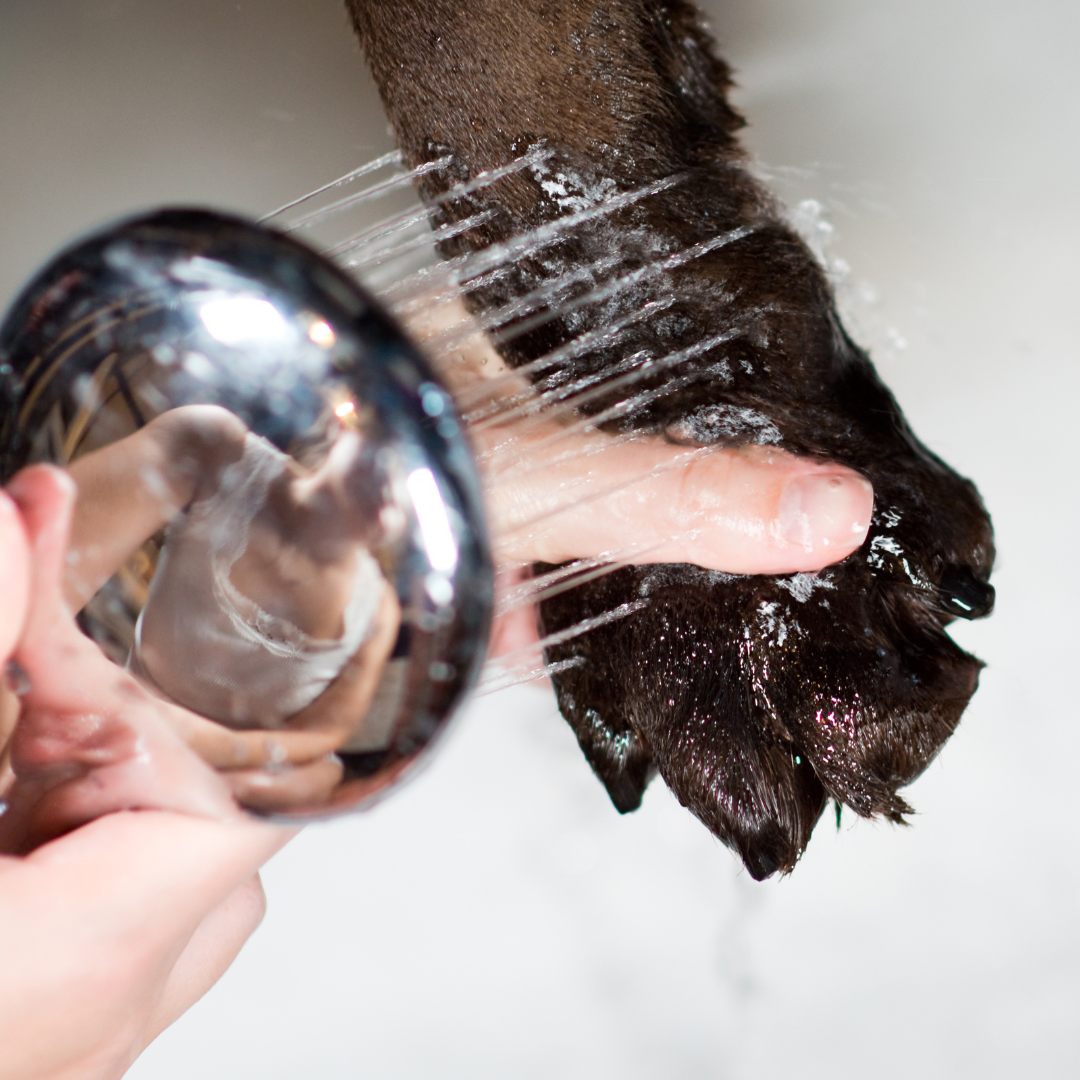 Paw Sanitary Scrub